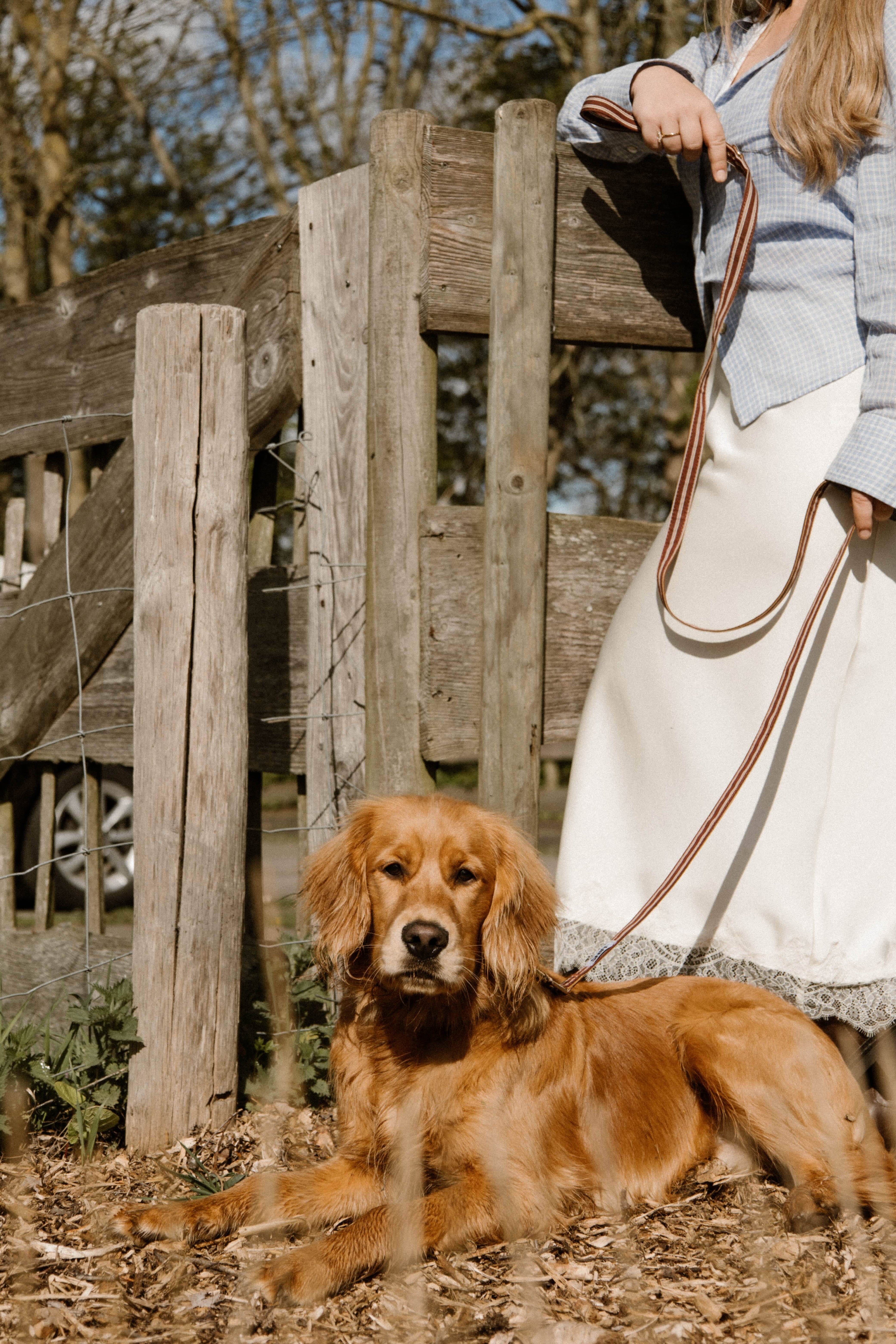 Café Stripe Leash Pre-Order