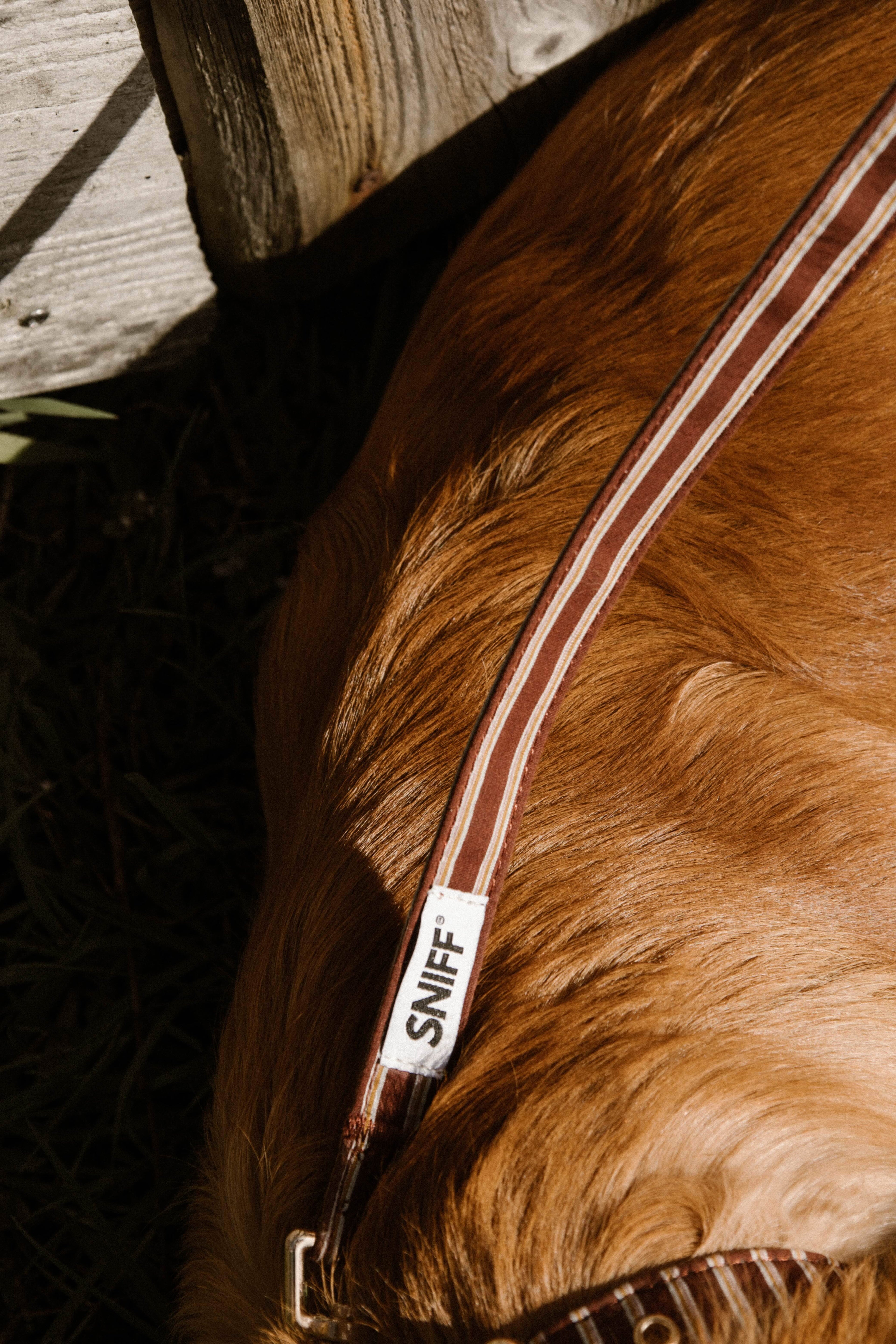 Café Stripe Leash Pre-Order