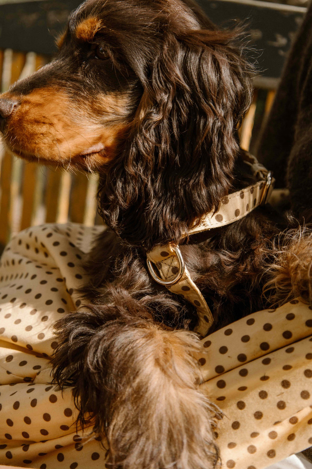 Butternut Biscuit Harness Pre-Order