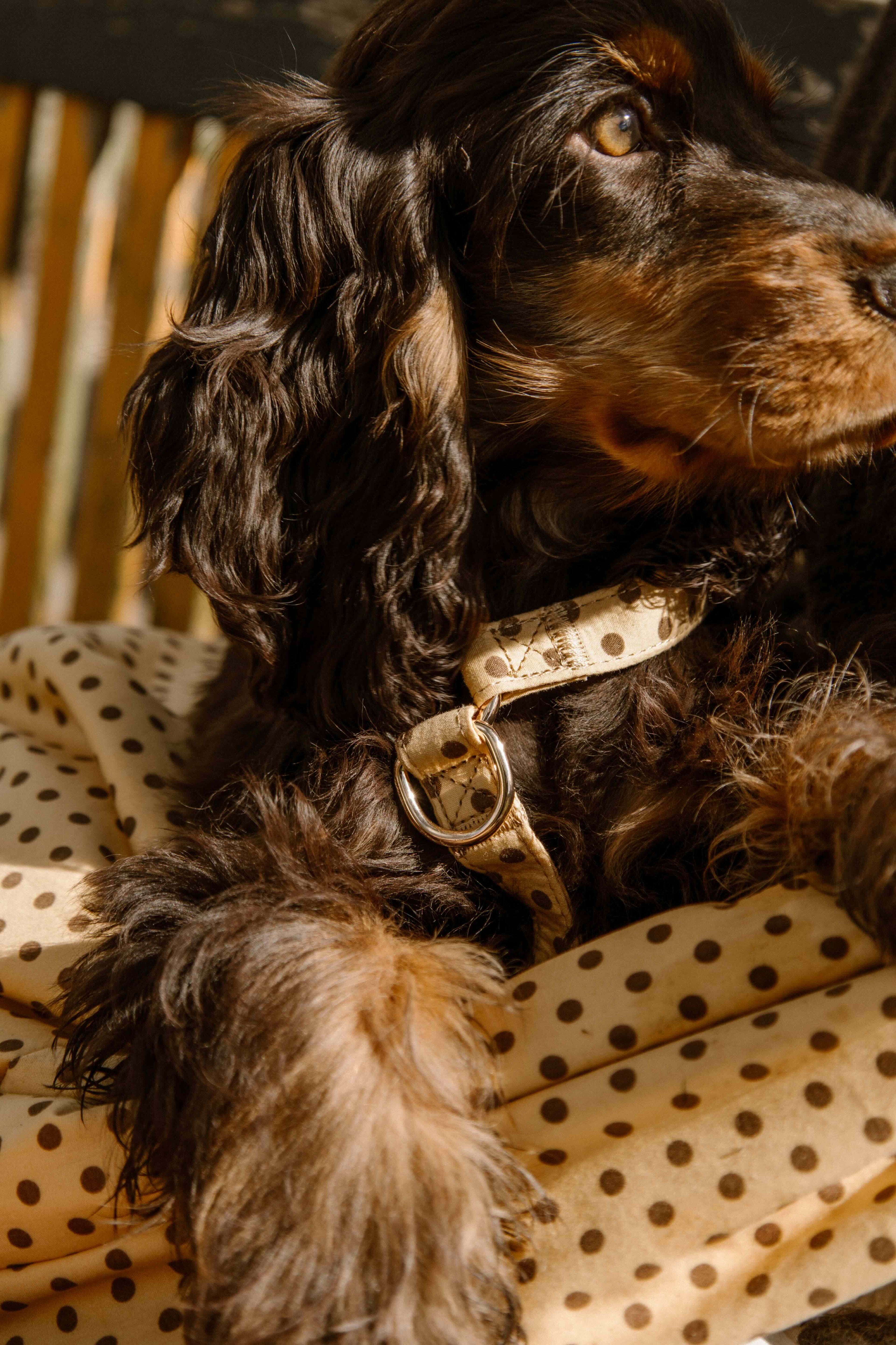 Butternut Biscuit Harness Pre-Order